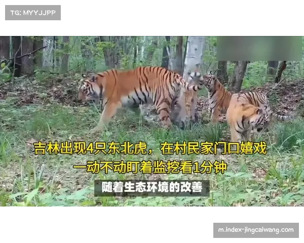 吉林东北虎外援摩尔27分 姜伟泽20+7后场双枪难阻失利